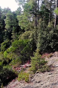 Nature in the mountains of the Cevennes on the edge of Gard and Lozere in south-eastern France.