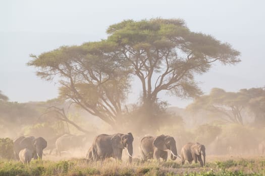 Elephant herd in Amboseli national park in Kenya., Africa.