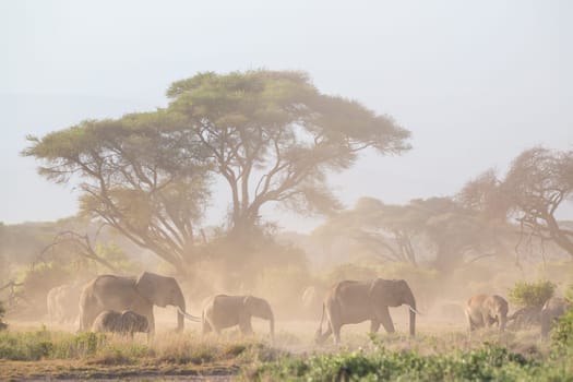 Elephant herd in Amboseli national park in Kenya., Africa.