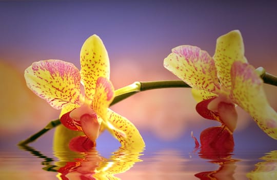 two orchid flowers with reflection