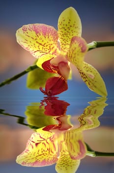 Orchid blossom with reflection
