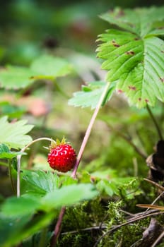 Ripe strawberries in the forest, close-up