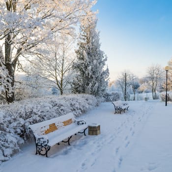 A beautiful city park with trees covered with hoarfrost