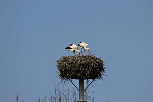 White stork pair (Ciconia ciconia) on the nest