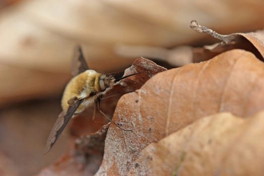 Large woolly float (Bombylius major)