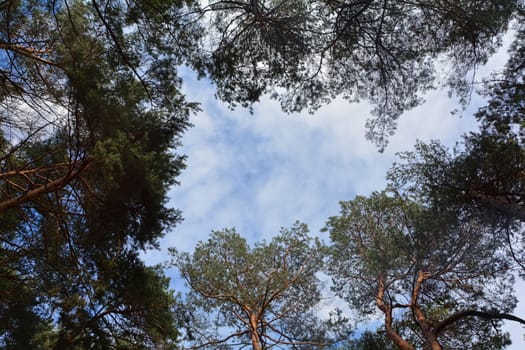Treetops in the forest with a view to the blue sky