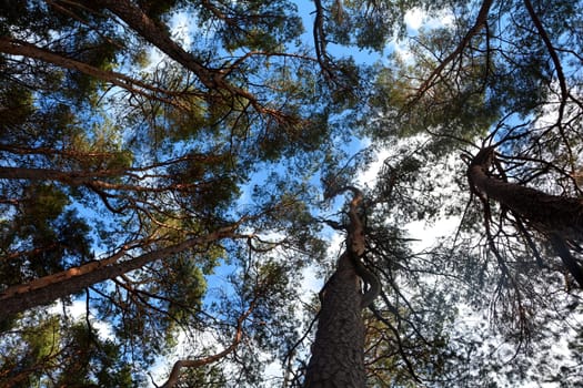 treetops in the forest with a view to the blue sky
