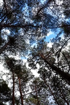 Treetops in front of blue sky,view from below directly up