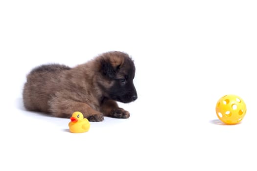 Puppy, Belgian Shepherd Tervuren, with yellow toys, isolated