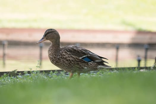 Wild duck, female