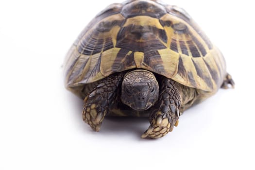 Greek land turtoise, Testudo Hermanni, white studio background