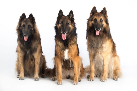 Three dogs, Belgian Shepherd Tervuren, sitting, isolated on white studio background