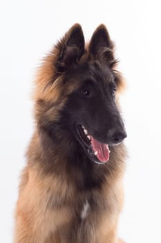 Belgian Shepherd Tervuren dog puppy, six months old, headshot, white studio background