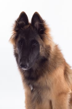 Belgian Shepherd Tervuren dog puppy, six months old, headshot, white studio background
