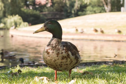 Wild duck, close-up