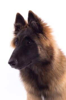 Belgian Shepherd Tervuren dog puppy, six months old, headshot, white studio background