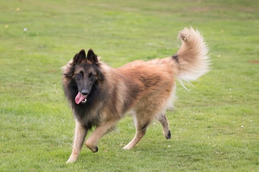 Dog, Belgian Shepherd Tervuren, running in grass