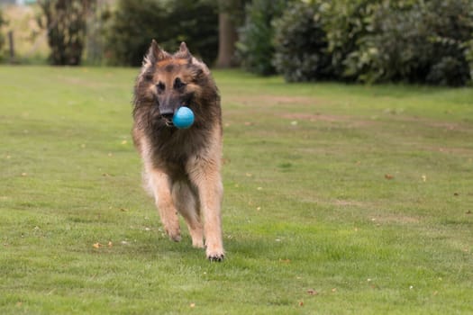 Dog, Belgian Shepherd Tervuren