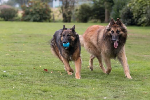 Two dogs, Belgian Shepherd Tervuren