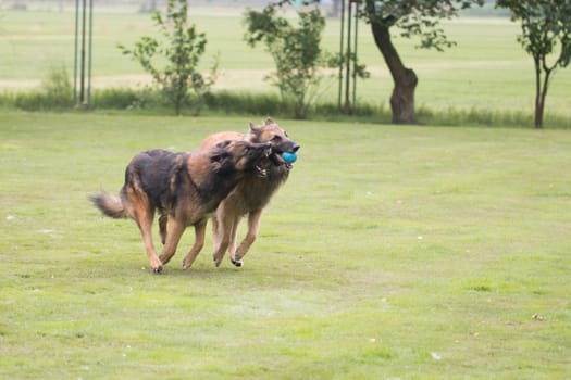 Two dogs, Belgian Shepherd Tervuren, playing with ball
