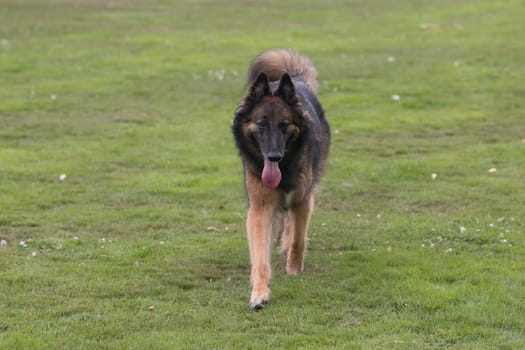 Dog, Belgian Shepherd Tervuren, running in grass
