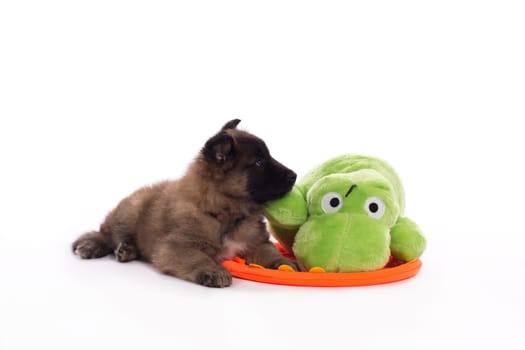 Belgian Shepherd Tervuren puppy with green toy, white studio background