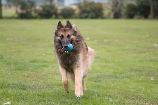 Dog, Belgian Shepherd Tervuren, running with ball