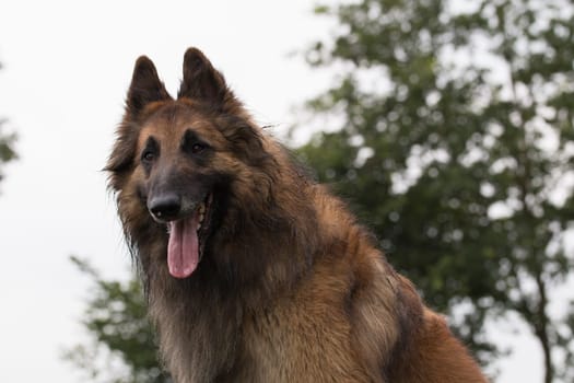Dog, Belgian Shepherd Tervuren
