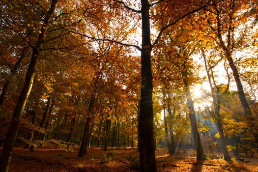 Autumn park, woods with a flash of sunshine