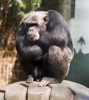 Monkey, sitting, arms crossed
