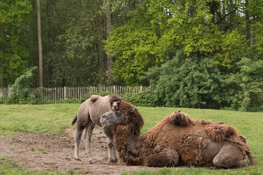 Camel with foal