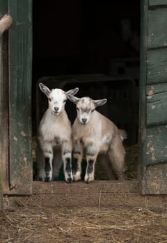 Two young four horned goats standing in door opening of stable