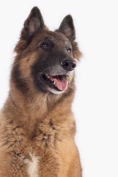 Dog, Belgian Shepherd Tervuren, headshot, isolated on white background