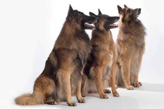 Three dogs, Belgian Shepherd Tervuren, sitting, isolated on white studio background