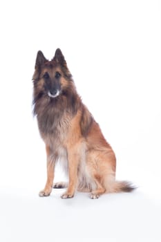 Dog, Belgian Shepherd Tervuren, sitting isolated on white background