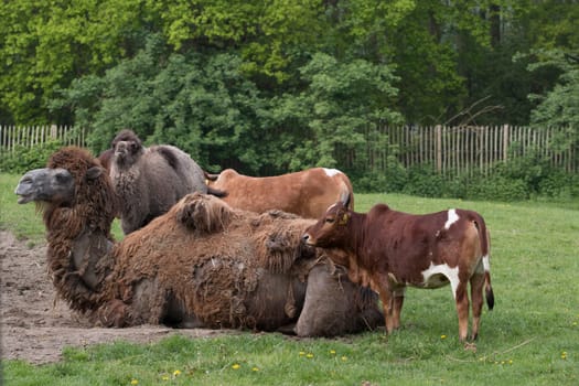 Camel and foal with two cows