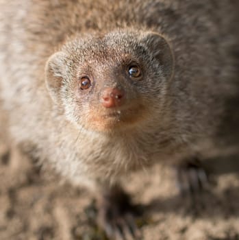 Headshot meerkat looking up and staring in the camera