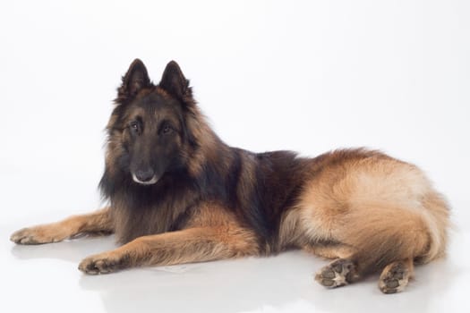 Dog, Belgian Shepherd Tervuren, lying, isolated on white background