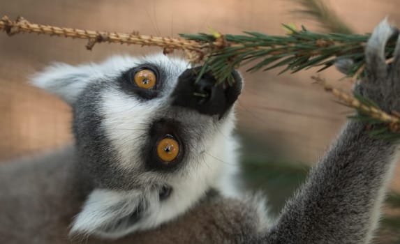 Lemur eating pine tree branch