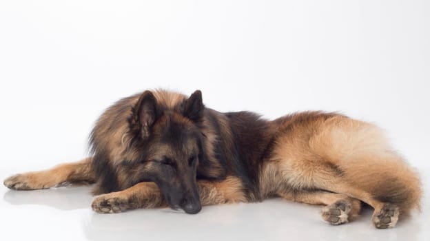 Dog, Belgian Shepherd Tervuren, sleeping, isolated on white background