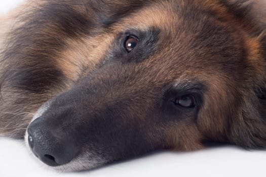 Dog, close up of nose and eyes, isolated