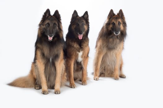 Three dogs, Belgian Shepherd Tervuren, isolated on white background