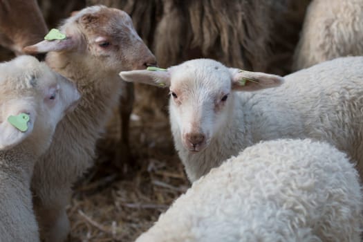 Lambs