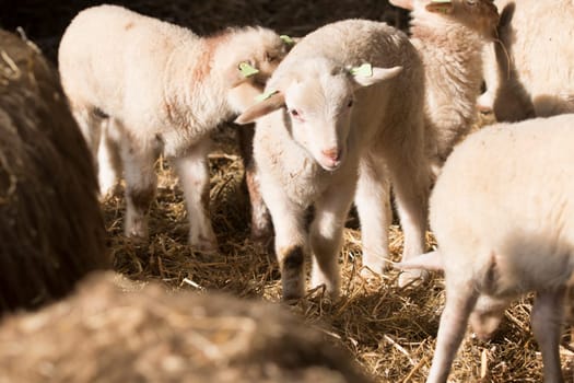 lambs