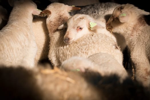Lamb leaning on another lam