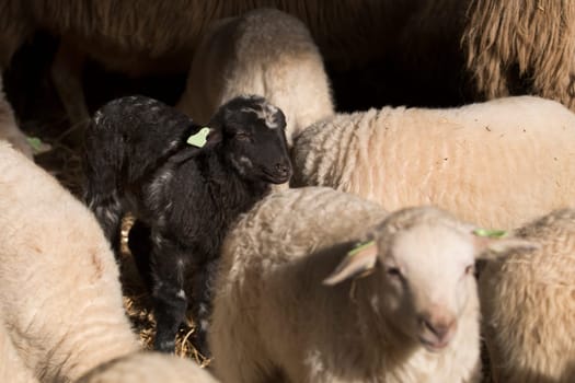 Black lamb