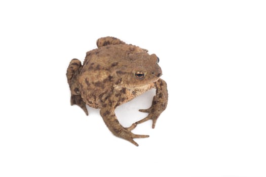 Hoptoad isolated on white background