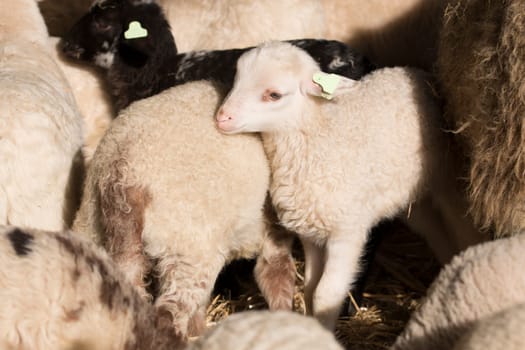 White lamb