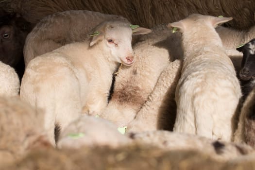 lambs