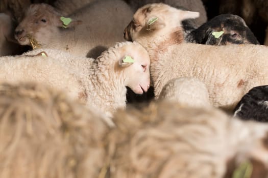 Lambs